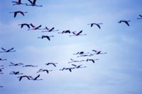 Flamingos in Orbetello